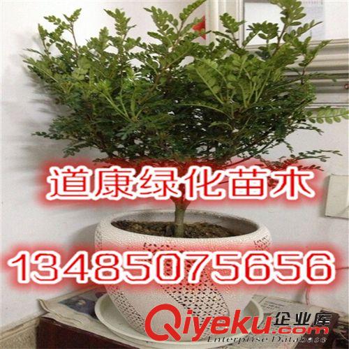 批發迷你小盆栽四季常青自然清香凈化空氣觀葉植物原始圖片3