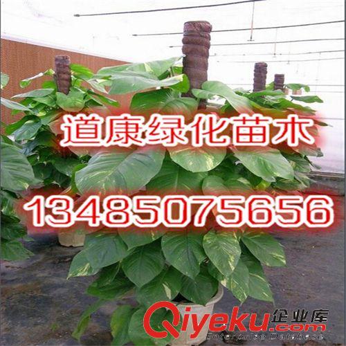 批發迷你小盆栽四季常青自然清香凈化空氣觀葉植物