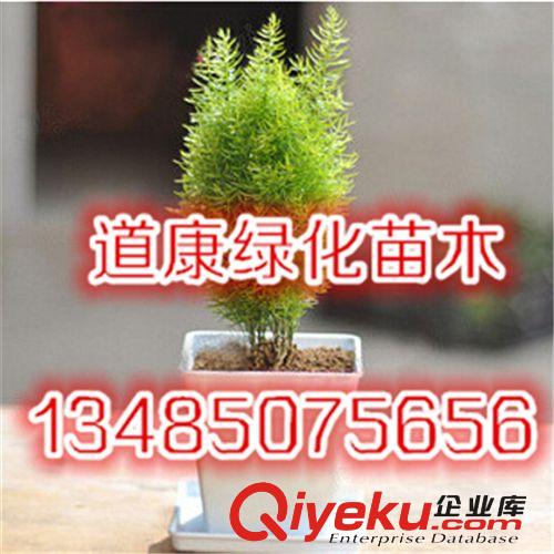 室內(nèi)盆栽小絨松 桌面迷你小清新 基地直銷 歡迎選購原始圖片2
