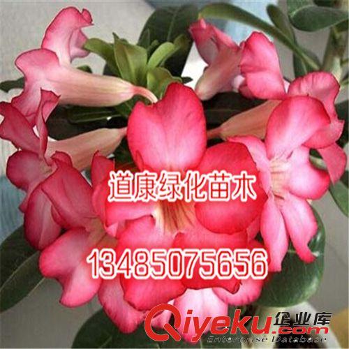 盆栽花卉沙漠玫瑰苗 四季開花沙漠玫瑰花苗 玫瑰苗當年開花原始圖片2