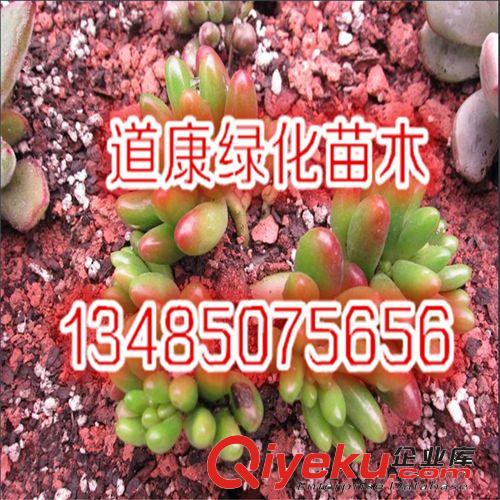 多肉迷你植物 仙人花卉 防輻射 辦公室桌面小盆栽 虹之玉 綠植