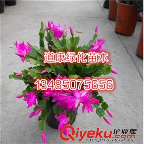 批發(fā)庭院 攀緣爬藤植物花卉 木香花苗 十里香 藤類植物 攀援植物