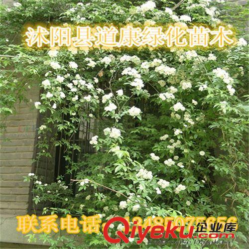 批發(fā)庭院 攀緣爬藤植物花卉 木香花苗 十里香 藤類植物 攀援植物