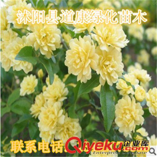 批發(fā)庭院 攀緣爬藤植物花卉 木香花苗 十里香 藤類植物 攀援植物原始圖片2