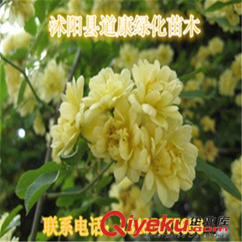 批發(fā)庭院 攀緣爬藤植物花卉 木香花苗 十里香 藤類植物 攀援植物原始圖片3