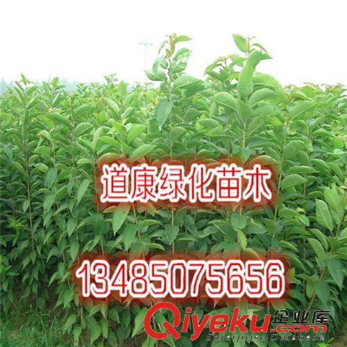 五月紅桃苗 桃樹新品種 嫁接果樹苗  早熟桃苗 適應性強原始圖片2