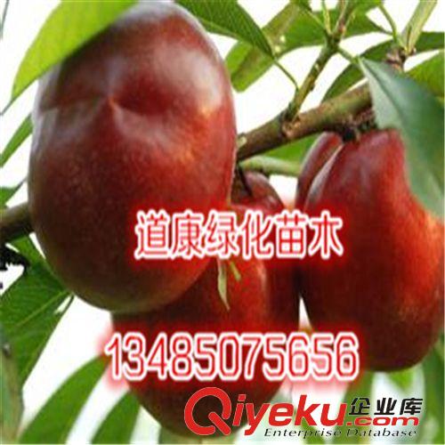 五月紅桃苗 桃樹新品種 嫁接果樹苗  早熟桃苗 適應性強原始圖片3