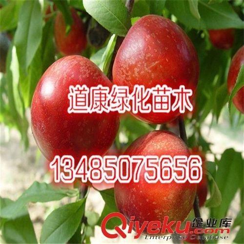 批發直銷 油桃苗直銷 桃樹苗 優質油桃樹苗 品種多原始圖片2