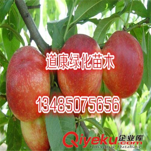 批發直銷 油桃苗直銷 桃樹苗 優質油桃樹苗 品種多原始圖片3