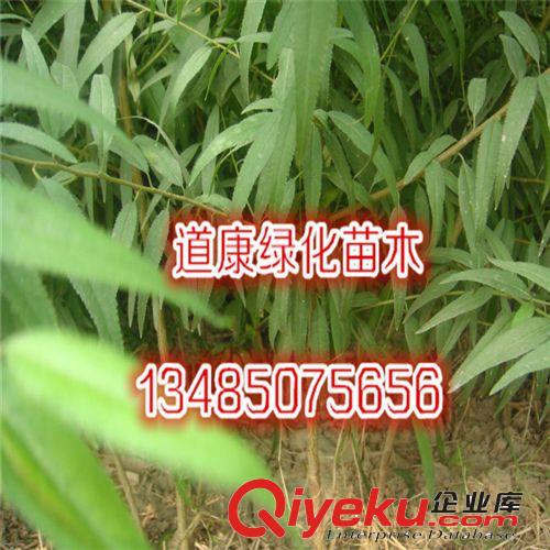 黃桃果樹苗 錦繡黃桃苗 新品種 香甜鮮嫩  量大從優
