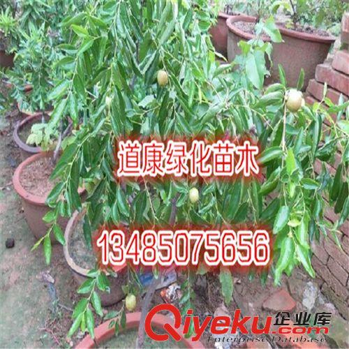出售桃樹小苗  毛桃 油桃 壽星桃 盆栽小苗 品種多 規格齊全原始圖片3