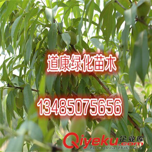 蘇北綠化園林銷售 盆栽無花果 無花果樹苗 當年結果 多品種
