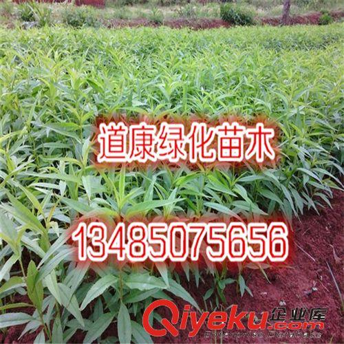 黃桃果樹苗 錦繡黃桃苗 新品種 香甜鮮嫩  量大從優原始圖片2