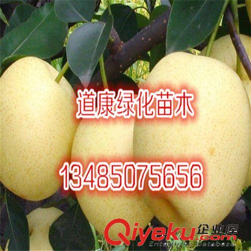 黃桃果樹苗 錦繡黃桃苗 新品種 香甜鮮嫩  量大從優原始圖片3