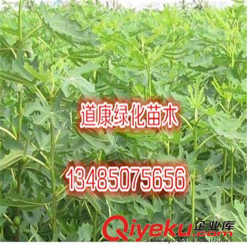 庭院大紅棗果樹(shù)苗 養(yǎng)血美顏 可盆栽 當(dāng)年結(jié)果
