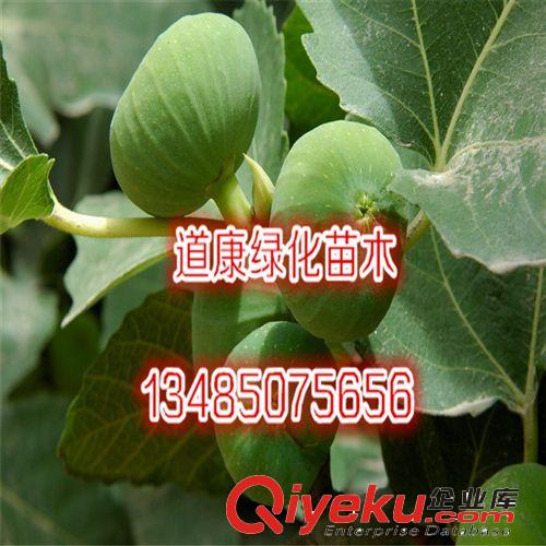 蘇北綠化園林銷售 盆栽無花果 無花果樹苗 當年結果 多品種原始圖片2