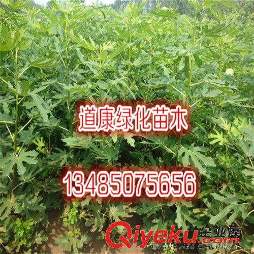 蘇北綠化園林銷售 盆栽無花果 無花果樹苗 當年結果 多品種原始圖片3
