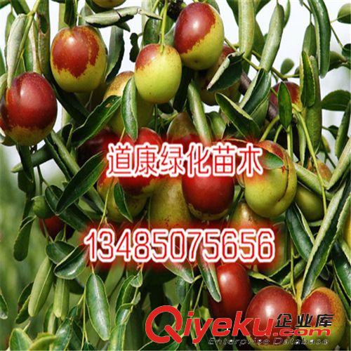 庭院大紅棗果樹(shù)苗 養(yǎng)血美顏 可盆栽 當(dāng)年結(jié)果