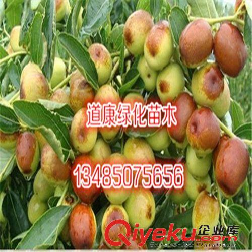 庭院大紅棗果樹(shù)苗 養(yǎng)血美顏 可盆栽 當(dāng)年結(jié)果原始圖片2