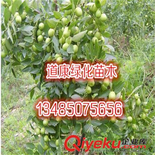 庭院大紅棗果樹(shù)苗 養(yǎng)血美顏 可盆栽 當(dāng)年結(jié)果原始圖片3