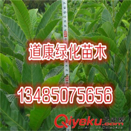 庭院大紅棗果樹(shù)苗 養(yǎng)血美顏 可盆栽 當(dāng)年結(jié)果