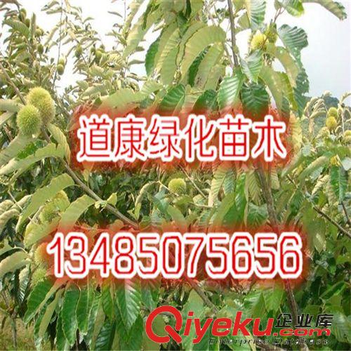 批發板栗果樹苗木 大紅袍板栗苗木 掛果多 板栗樹苗 板栗原始圖片2