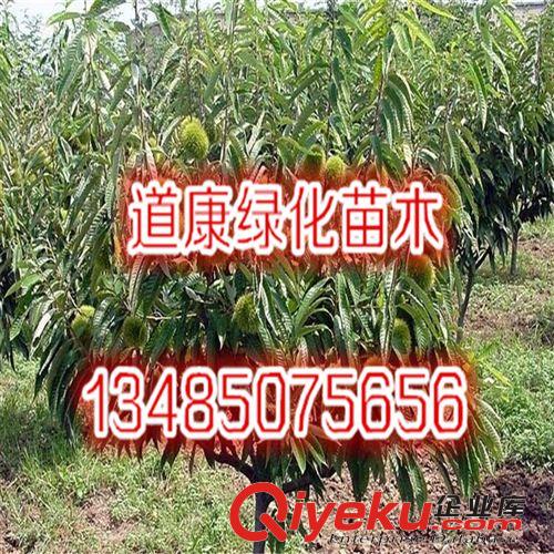 批發板栗果樹苗木 大紅袍板栗苗木 掛果多 板栗樹苗 板栗原始圖片3