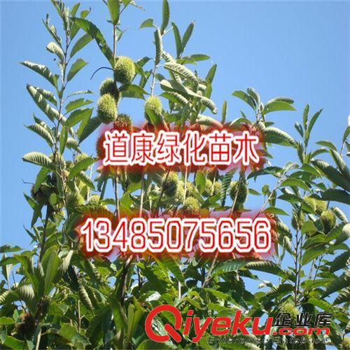 枇杷苗 甜五星枇杷樹苗 庭院盆栽果樹苗木 當(dāng)年結(jié)果 含糖量高