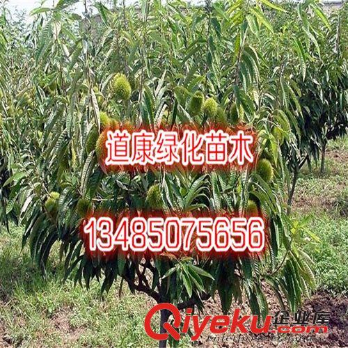 蘇北綠化苗木基地 直銷板栗苗   易成活原始圖片2