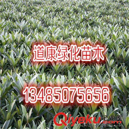 枇杷苗 甜五星枇杷樹苗 庭院盆栽果樹苗木 當(dāng)年結(jié)果 含糖量高原始圖片2