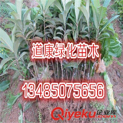 枇杷苗 甜五星枇杷樹苗 庭院盆栽果樹苗木 當(dāng)年結(jié)果 含糖量高原始圖片3