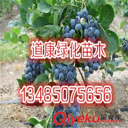 基地直銷 羅田甜柿樹苗 柿子樹苗 優質品種 量大從優