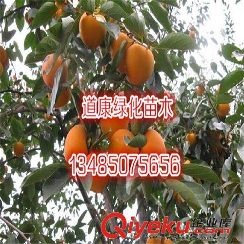 基地直銷 羅田甜柿樹苗 柿子樹苗 優質品種 量大從優原始圖片2