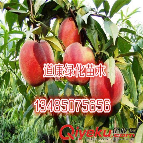 批發葡萄苗 品種齊全  易成活  嫁接果樹苗
