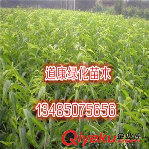 水蜜桃樹苗 水蜜桃苗木 香甜柔嫩 桃樹 果樹苗 水蜜桃苗原始圖片2