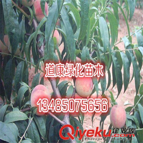 水蜜桃樹苗 水蜜桃苗木 香甜柔嫩 桃樹 果樹苗 水蜜桃苗原始圖片3