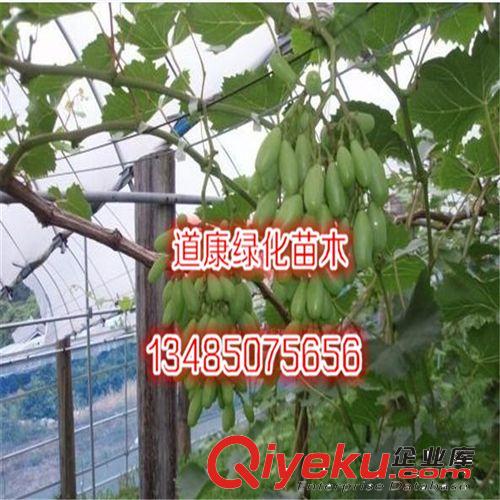 現出售 銅錢草盆栽 水培植物 財富象征 凈化空氣 美化環境