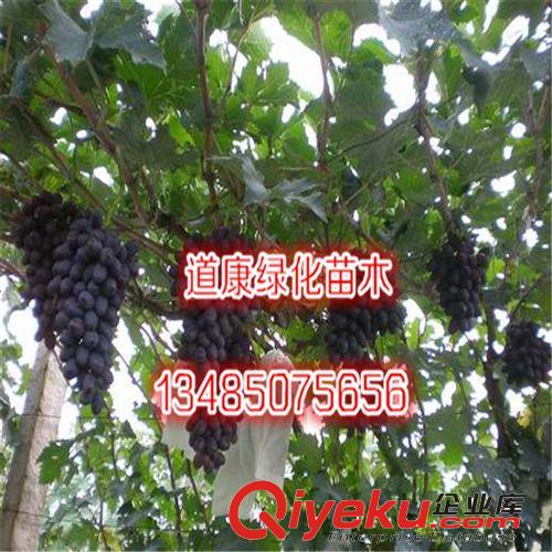 批發葡萄苗 品種齊全  易成活  嫁接果樹苗原始圖片3