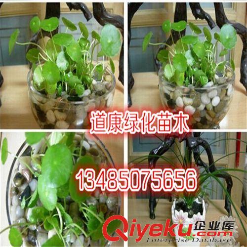 現出售 銅錢草盆栽 水培植物 財富象征 凈化空氣 美化環境原始圖片2