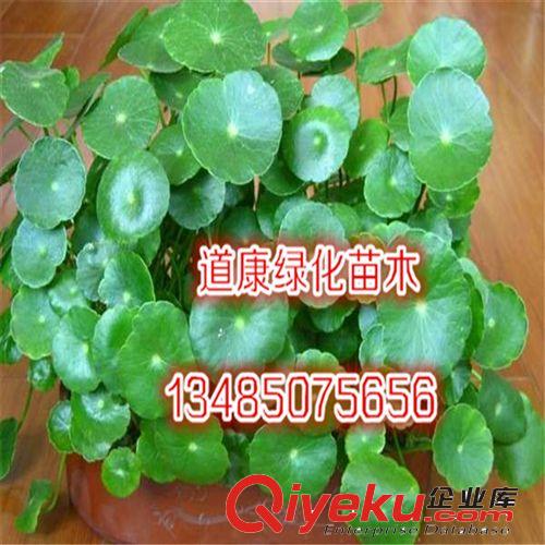 現出售 銅錢草盆栽 水培植物 財富象征 凈化空氣 美化環境原始圖片3