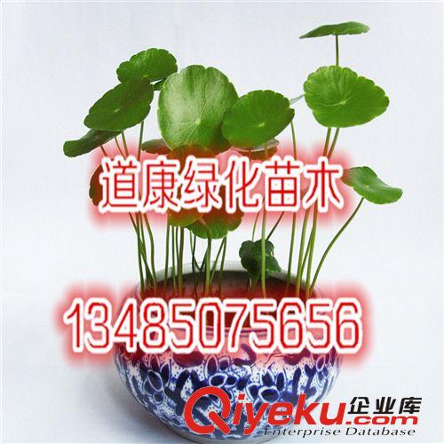 批發供應銅錢草 水培植物 盆栽花卉 室內盆栽植物