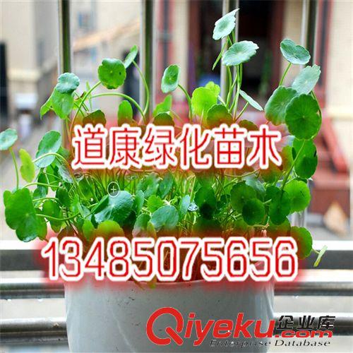 批發供應銅錢草 水培植物 盆栽花卉 室內盆栽植物原始圖片3