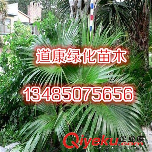 批發供應銅錢草 水培植物 盆栽花卉 室內盆栽植物