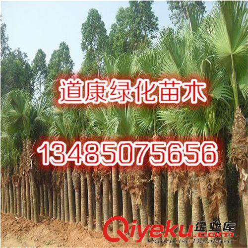 供應(yīng)蒲葵 綠化苗木 基地直供 量大從優(yōu) 品質(zhì)保證原始圖片2