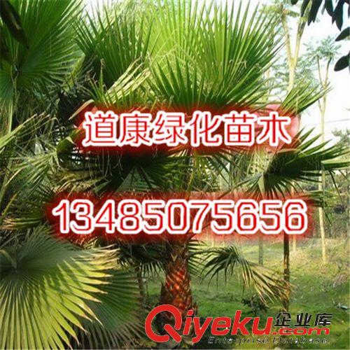 供應(yīng)蒲葵 綠化苗木 基地直供 量大從優(yōu) 品質(zhì)保證原始圖片3