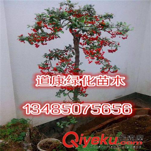 供應(yīng)蒲葵 綠化苗木 基地直供 量大從優(yōu) 品質(zhì)保證