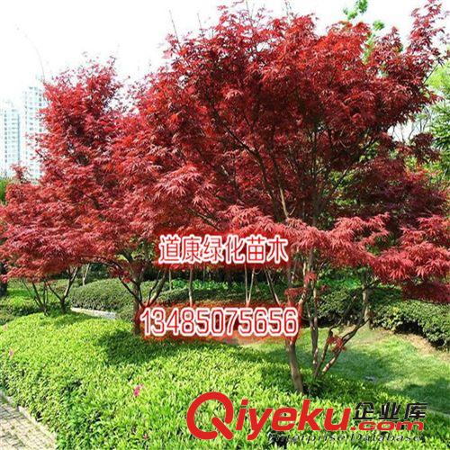 正宗美國紅楓種子 進口紅楓種子 秋火焰 批發(fā) 品種保證原始圖片2