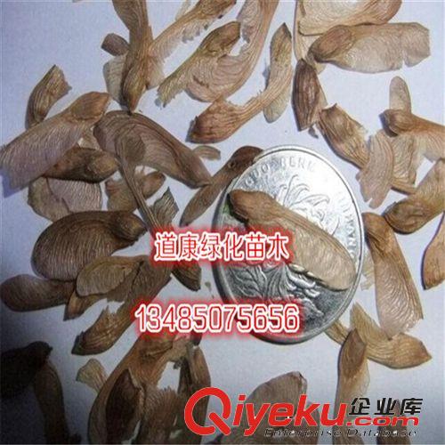 正宗美國紅楓種子 進口紅楓種子 秋火焰 批發(fā) 品種保證原始圖片3
