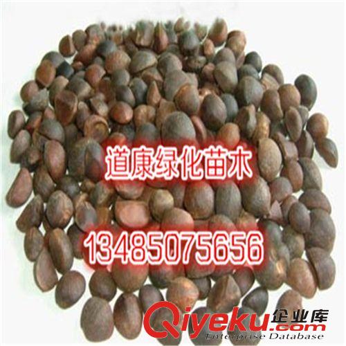 正宗美國紅楓種子 進口紅楓種子 秋火焰 批發(fā) 品種保證