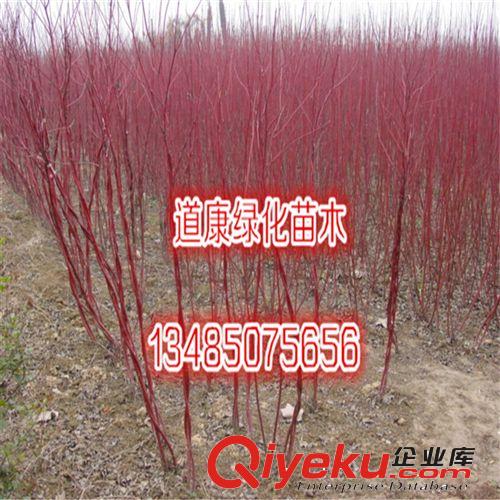 蘇北園林基地銷售紅天竹種子 紅天竺種子 南天竺種子 南天竹種子